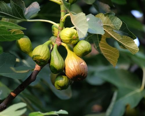 Das Foto zeigt mehrere grüne Feigenfrüchte an einem Geigenbaum. 