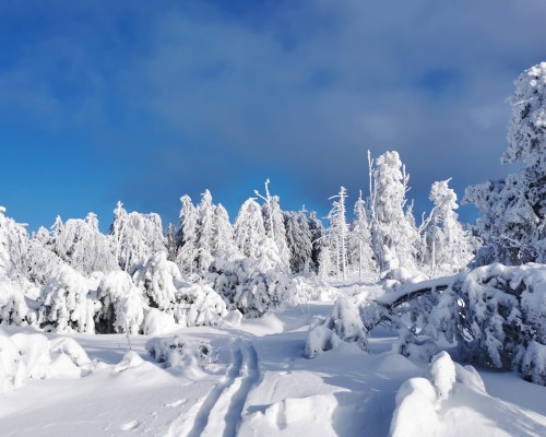 Das Foto zeigt eine Winterlandschaft am Hochkopf – Eine traumhafte Tour für den Wanderer kann zum Alptraum für das Auerwild werden. 