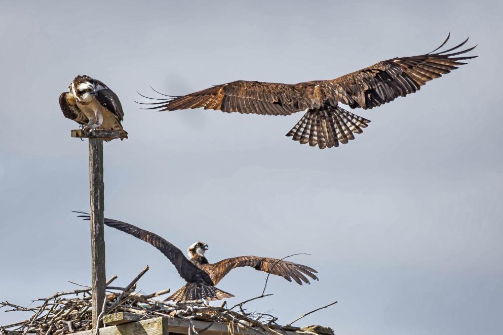 Fischadler (Foto AdobeStock_2075444020_Mohammed-2) Das Foto zeigt einen fliegenden Fischadler (Foto AdobeStock_2075444020_Mohammed-2)