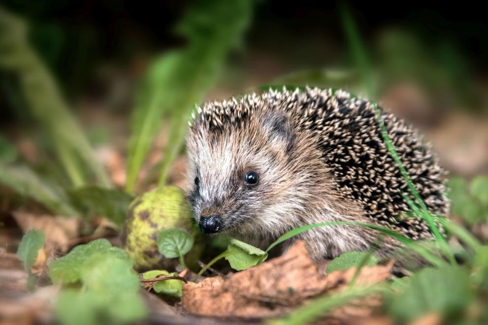 Igel (Foto Maren Winter_Adobe Stock) Das Foto zeigt einen Igel auf Waldboden. (Foto Maren Winter_Adobe Stock)