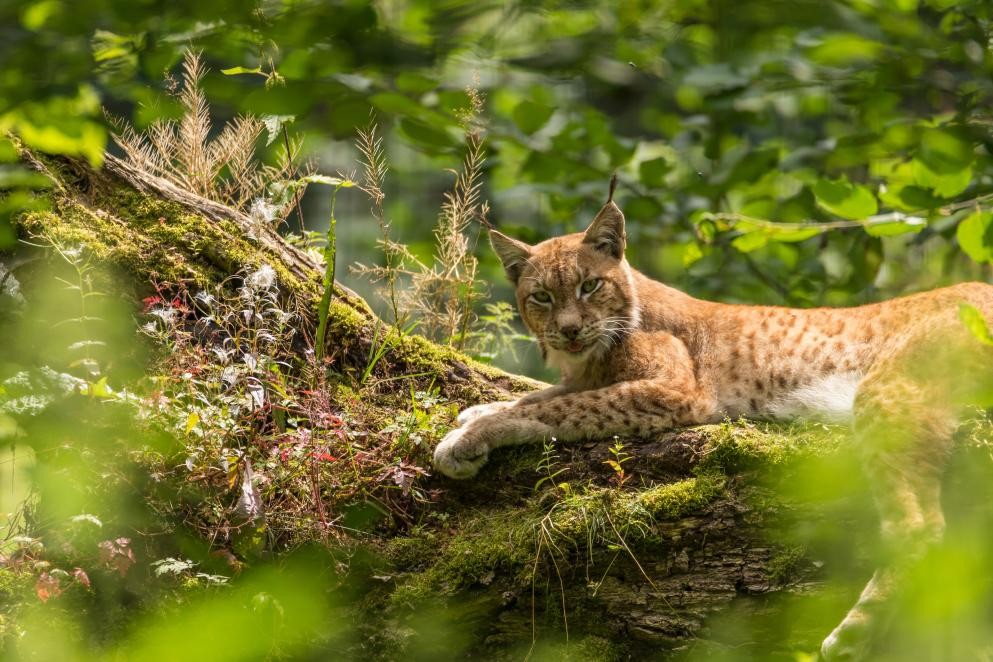 Luchs (Foto mg85_Adobe Stock) Das Foto zeigt einen Luchs (Foto mg85_Adobe Stock)