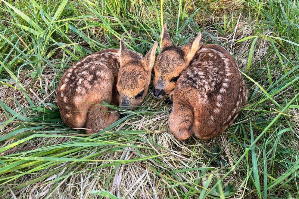 Rehkitze (Foto Daniel_Adobe Stock) Das Foto zeigt zwei zusammengekauerte Rehkitze im Rasen (Foto Daniel_Adobe Stock)