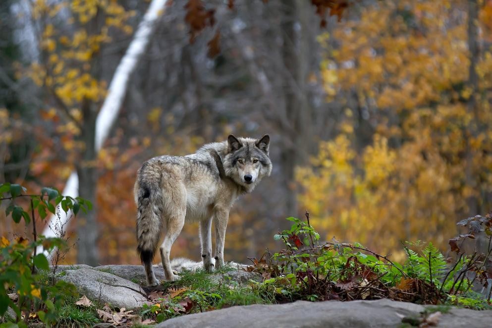 Das Foto zeigt einen Wolf (Foto jimcumming88_Adobe Stock)