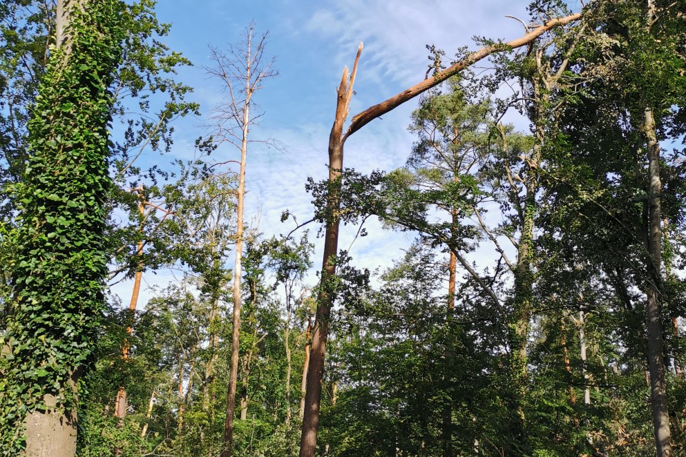 Das Foto zeigt abgebrochene Baumkrone, die quasi am seidenen Faden hängt und jederzeit zu Boden stürzen könnte. (Foto: LRA/Clemens Erbacher)