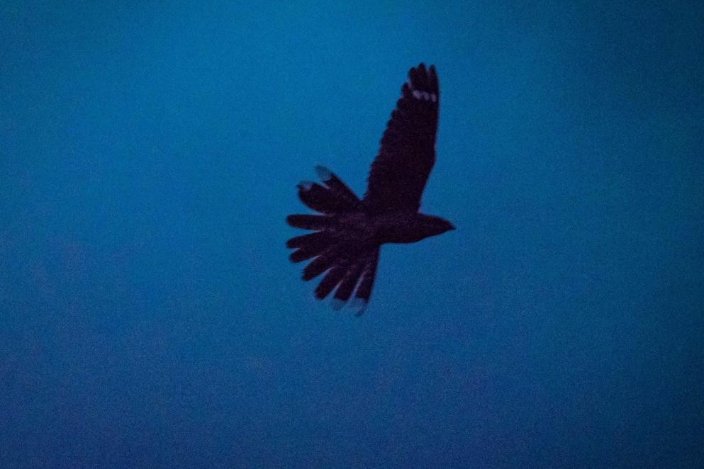 Das Foto zeigt einen fliegenden Ziegenmelker (Foto: Thomas Nissen)