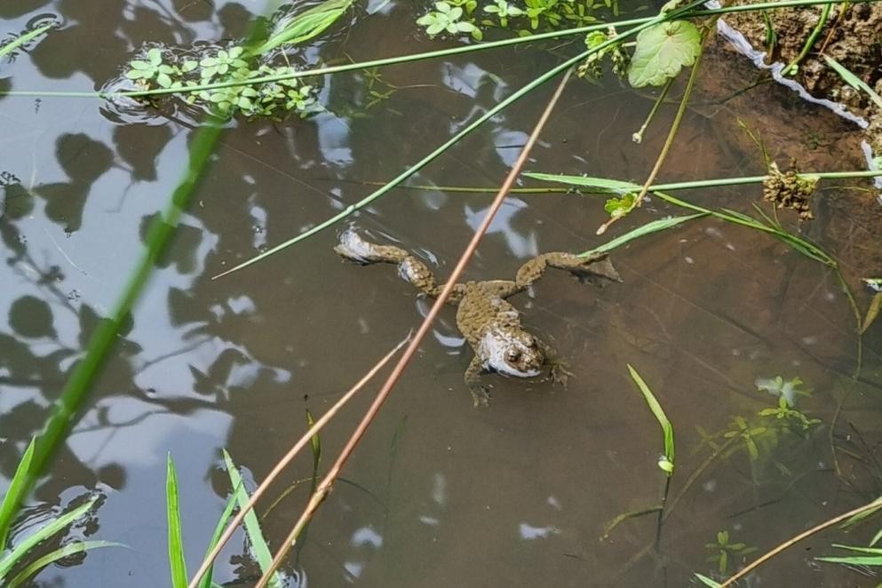 Gelbbauchunke in einer wassergefüllten Fahrspur. Foto: Jerusha Senk/LRA Gelbbauchunke in einer wassergefüllten Fahrspur. Foto: Jerusha Senk/LRA