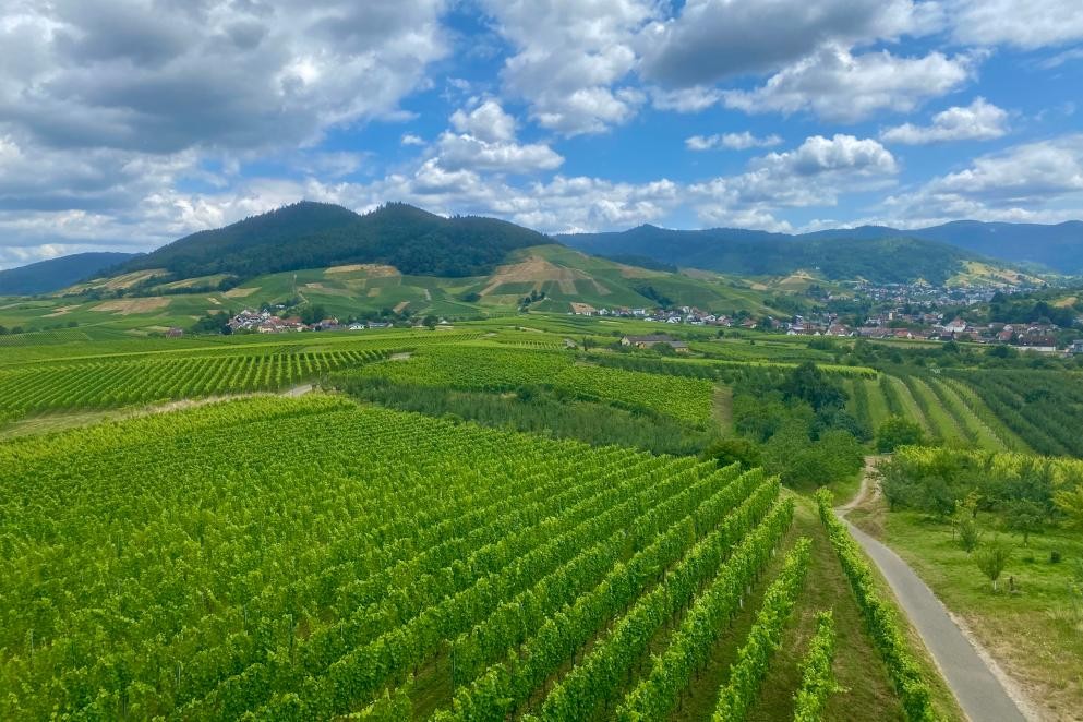 Blick vom Carl-Netter-Turm auf Bühl-Altschweier und den Sternenberg. Foto: Katharina Kohl Das Foto zeigt den Blick vom Carl-Netter-Turm auf Reblandschaft, im Hintergrund sieht man Bühl-Altschweier und den Sternenberg. Foto: Katharina Kohl