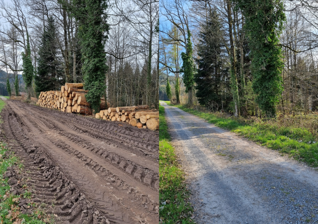Das Foto zeigt eine Gegenüberstellung von zwei Waldwegen. Links ist der Waldweg während der Holzernte zu sehen. Rechts ist der Waldweg nach der Holzabfuhr und Instandsetzung abgebildet.